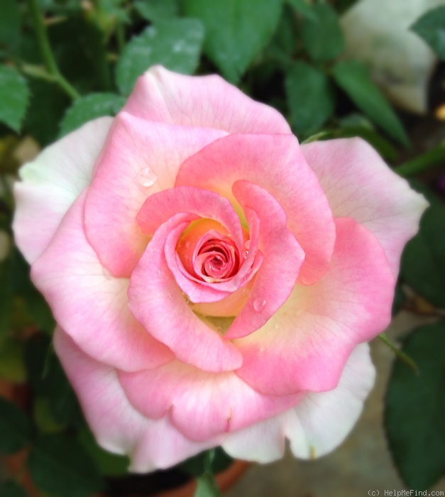 'Cajun Sunrise' rose photo