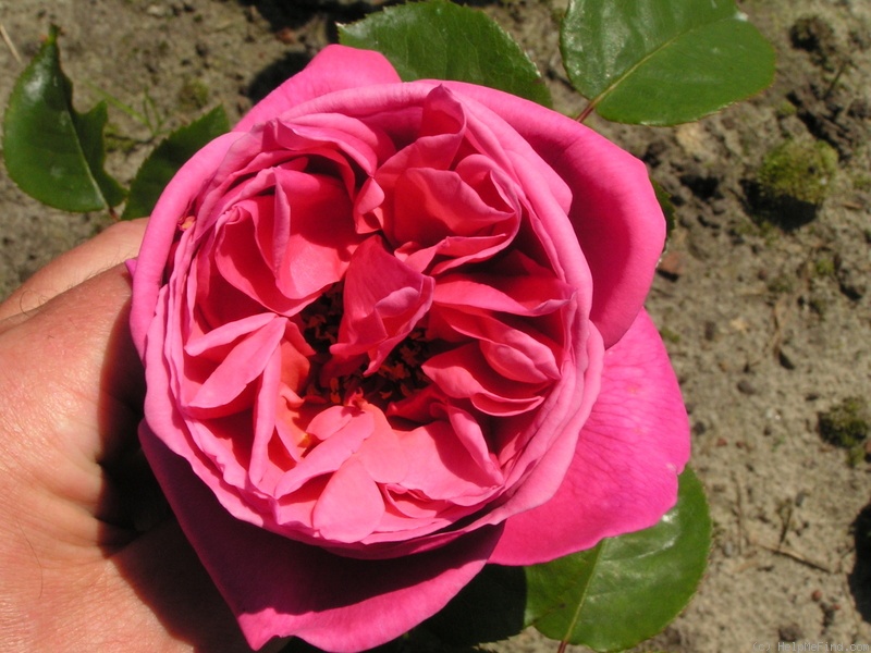 'Line Renaud ®' rose photo