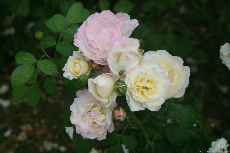 'Imca Marina' rose, click to enlarge 'Imca Marina' rose photo