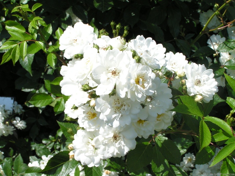 'Guirlande d'Amour' rose photo