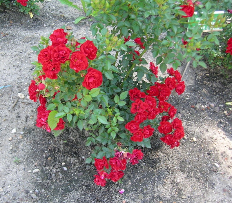'Limesrose Saalburg' rose photo