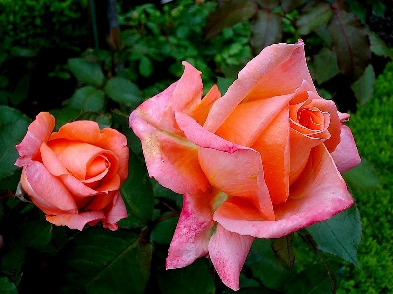 'École d'Ecully®' rose photo