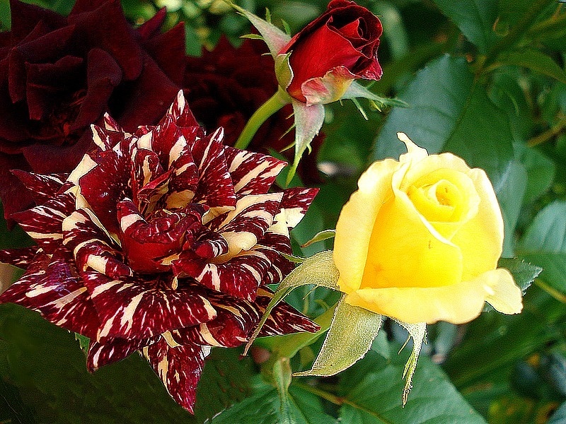 'Abracadabra (floribunda, Kordes, 2001)' rose photo
