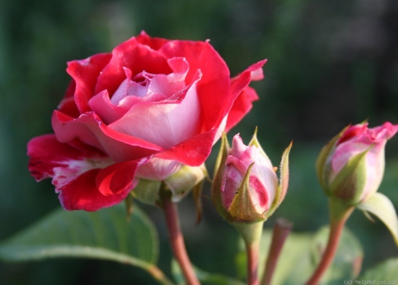 'Les Yvelines ®' rose photo