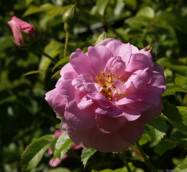 'Pinktopia' rose photo