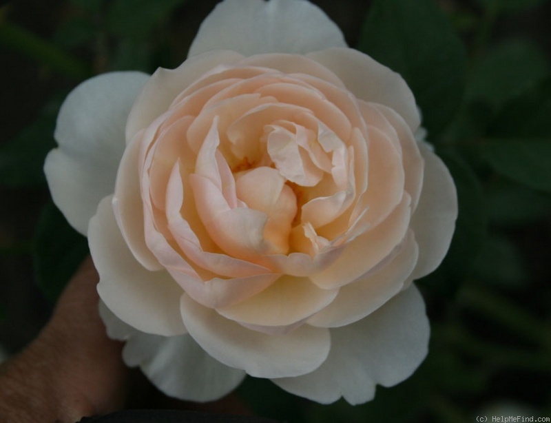 'The Shepherdess' rose photo