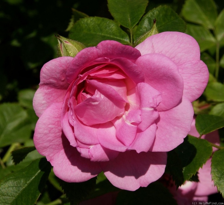 'Pinktopia' rose photo