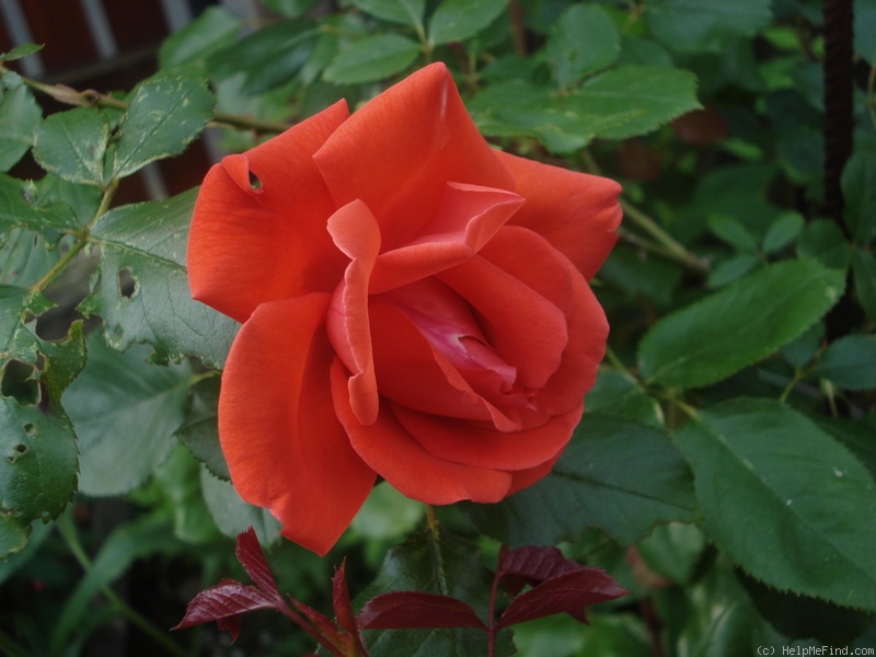 'Super Star, Cl. (cl. hybrid tea,  Blaby 1963)' rose photo