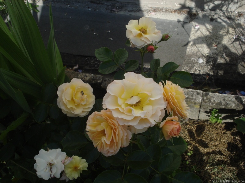 'Rebecca Mary' rose photo