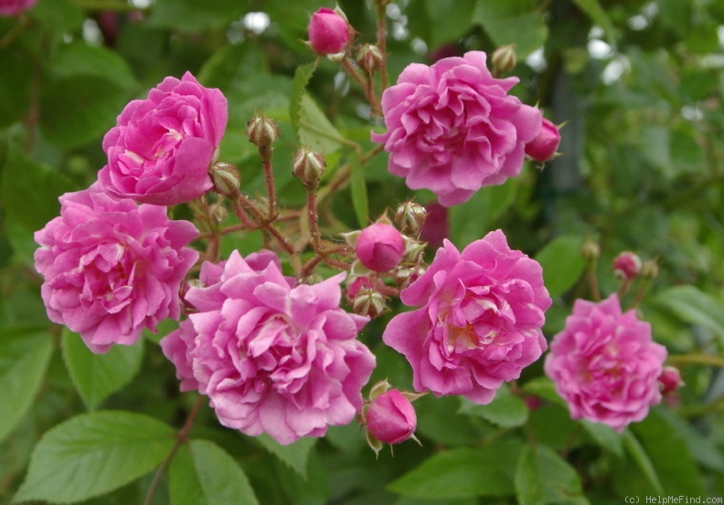 'Wartburg' rose photo