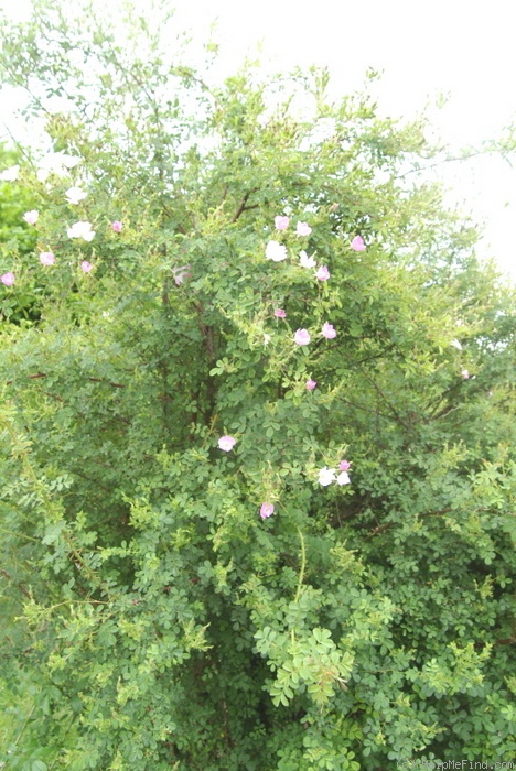 'R. stellata' rose photo