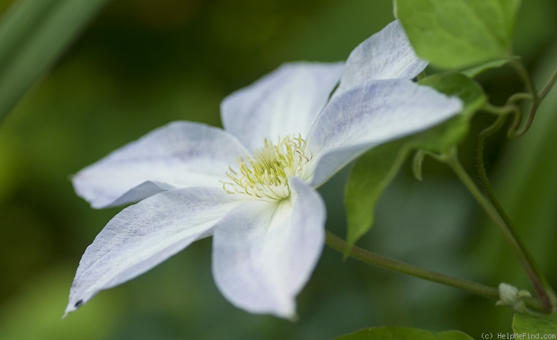 'Yukikomachi' clematis photo