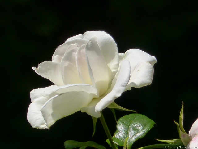 'Helga (floribunda, De Ruiter, 1974)' rose photo