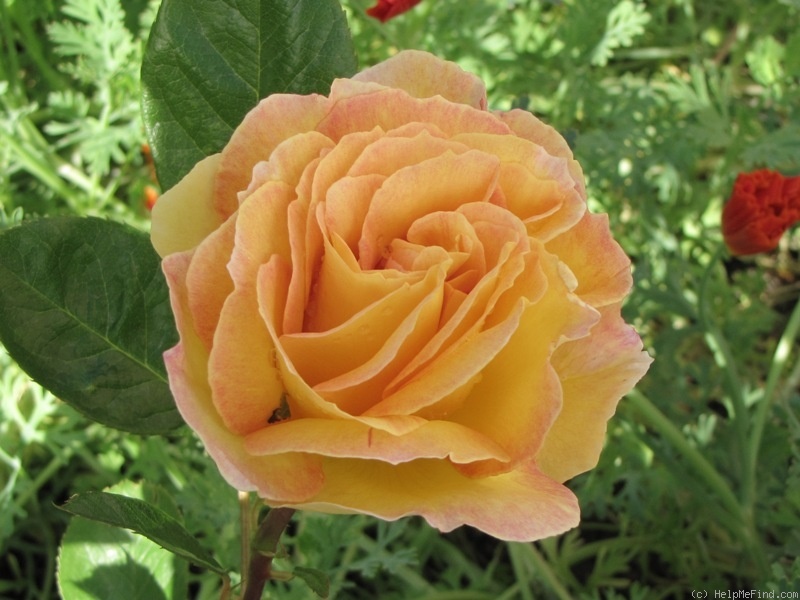 'La Parisienne ™ (grandiflora, Delbard 2009)' rose photo