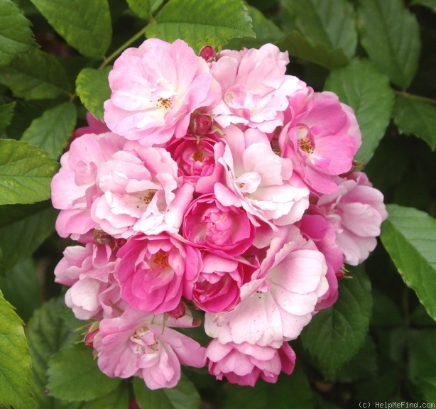 'Rosa gallica x Complicata' rose photo