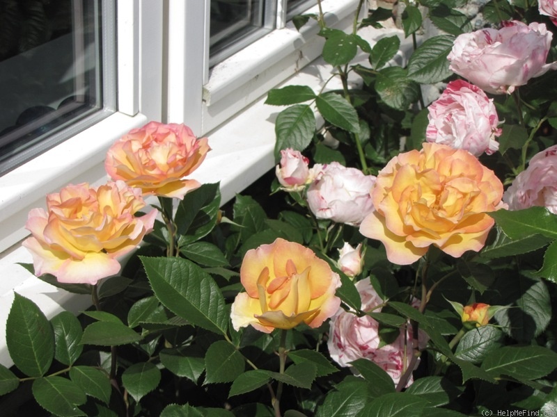 'La Parisienne ™ (grandiflora, Delbard 2009)' rose photo