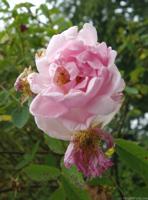 'Prairie Dawn' rose photo