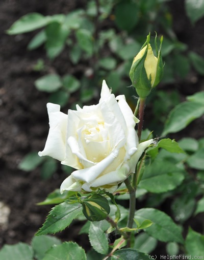 'Lily Pons' rose photo
