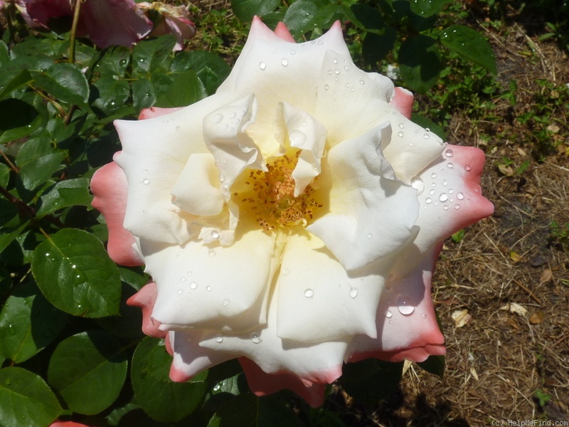 'Laetitia Casta ®' rose photo