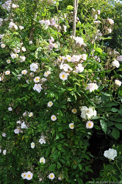 'Hakeburg' rose photo