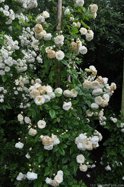 'Madeleine Seltzer' rose photo