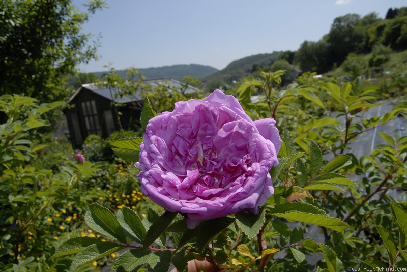 'Thérèse Bugnet X Topaz Jewel seedlings' rose photo