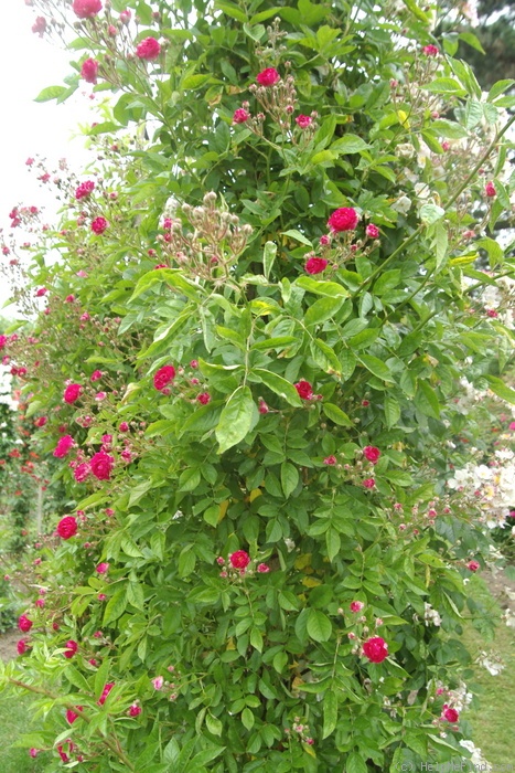 'Flower of Fairfield' rose photo