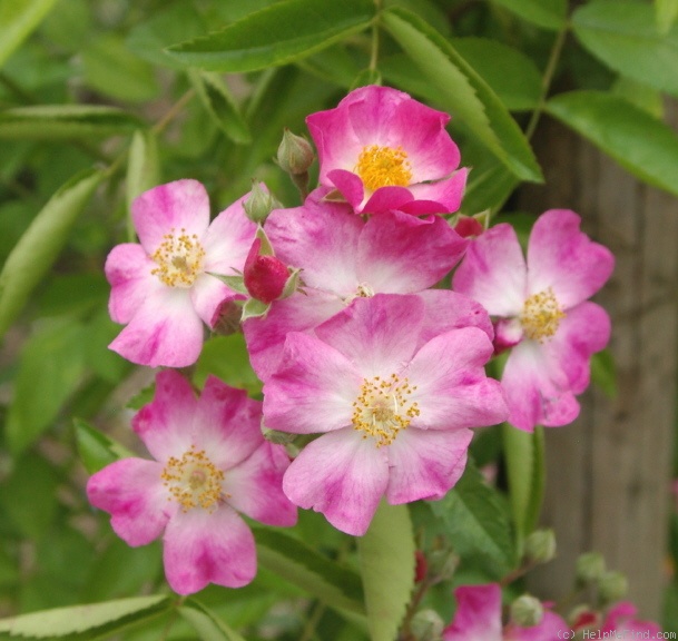 'Stella (climber, Soupert & Notting 1905)' rose photo