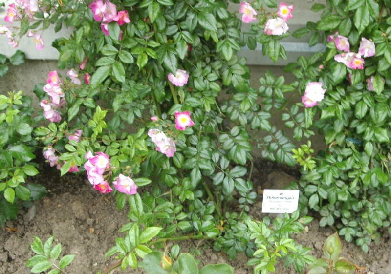 'Rosenreigen ® (rambler, Liebig, 2009)' rose photo