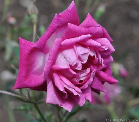 'Saint Prix de Breuze' rose photo