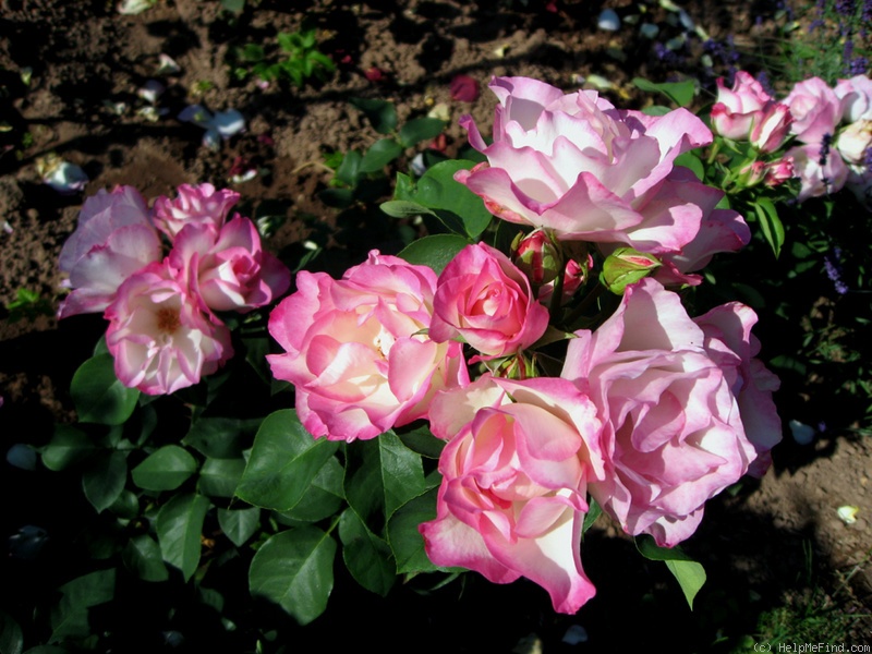'Rosella (shrub, Marquart, 2011)' rose photo