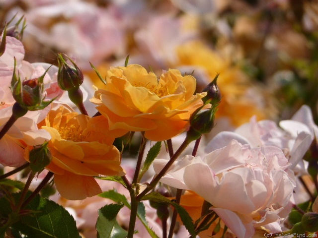 'Sedana' rose photo