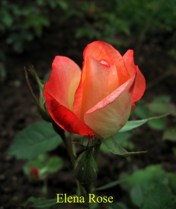 'MARQUART, Roland'  photo