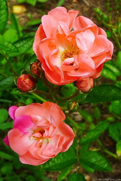 'Little Dorrit (polyantha, Reeves, 1930)' rose photo
