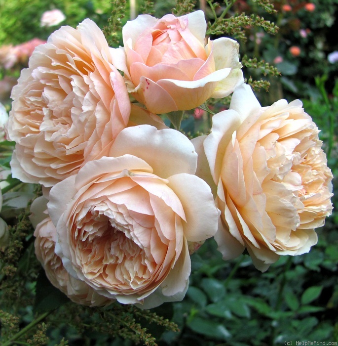 'Charles de Nervaux ®' rose photo