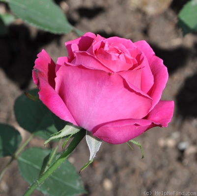 'Dunkelrote Hermosa' rose photo
