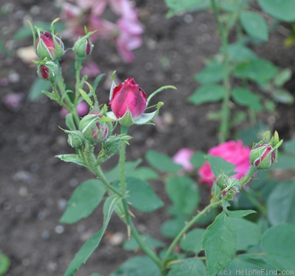 'Dunkelrote Hermosa' rose photo