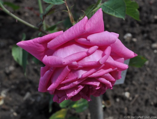 'Frau Dr. Schricker' rose photo