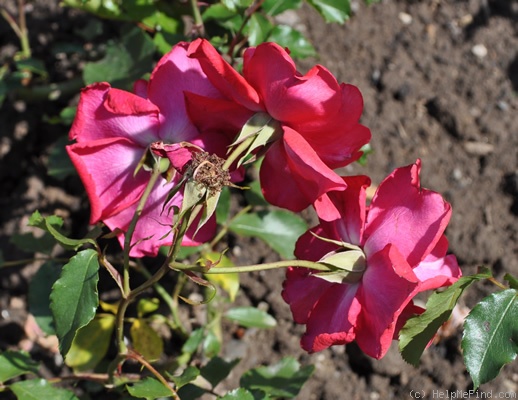 'Baby Château' rose photo