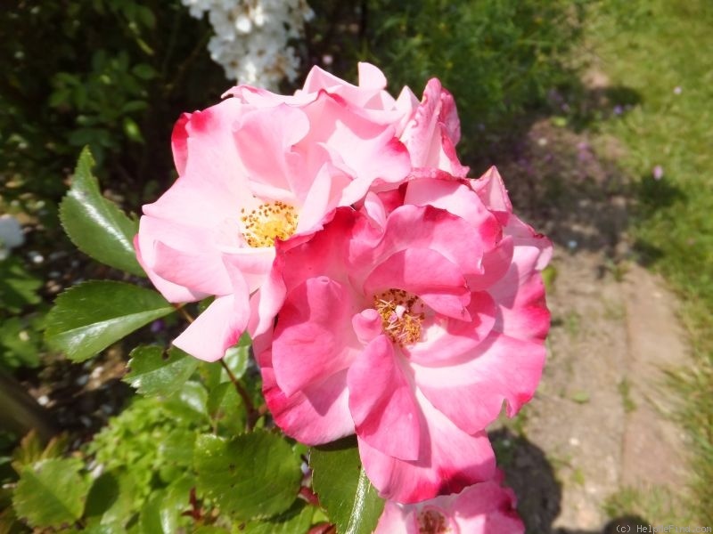 'Nane ®' rose photo