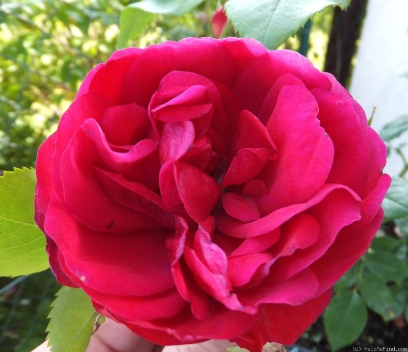'Bad Neuenahr' rose photo