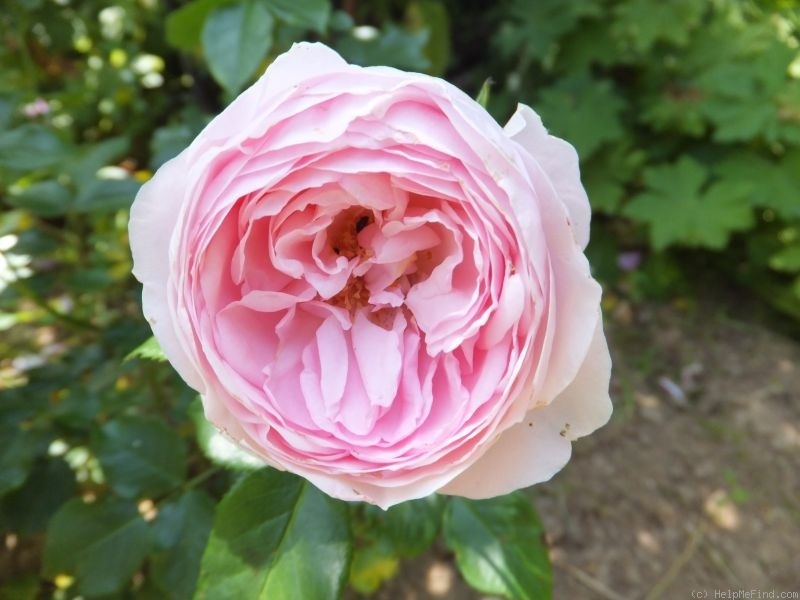 'Hans Gönewein Rose' rose photo