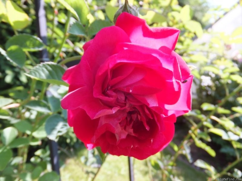 'Prinz Hirzeprinzchen' rose photo