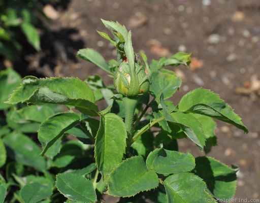 'Spencer' rose photo