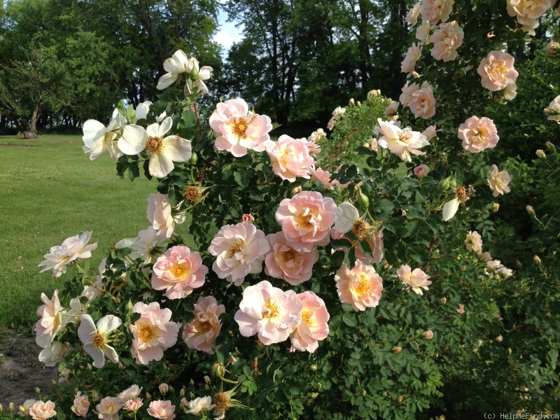 'Prairie Peace' rose photo