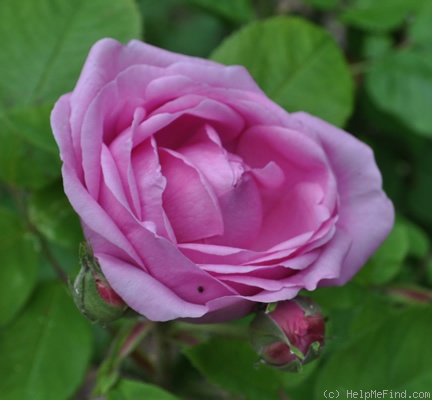 'Quatre Saisons d'Italie' rose photo