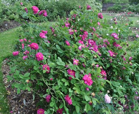 '<i>Rosa gallica</i> var. <i>conditorum</i> Dieck' rose photo