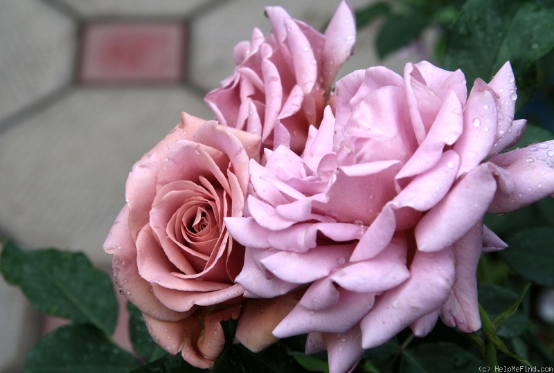 'Koko Loco (floribunda, Bedard, 2010)' rose photo