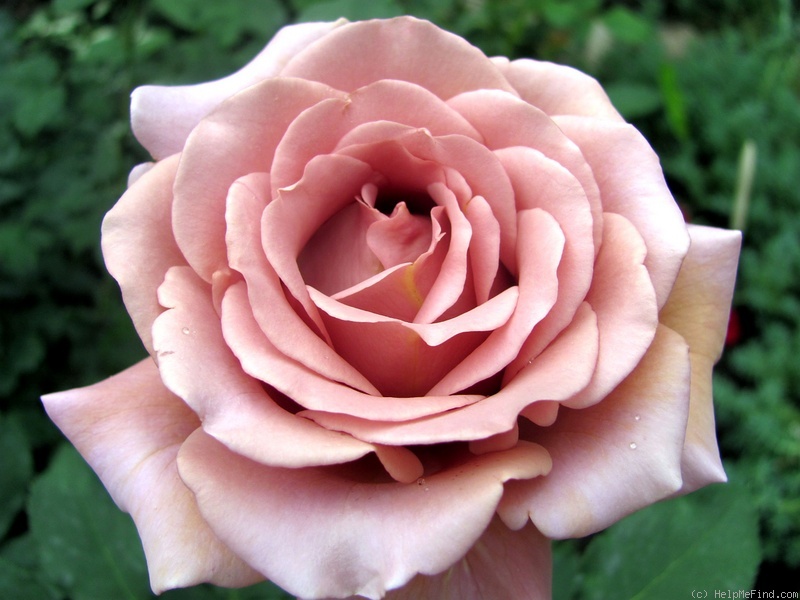 'Koko Loco (floribunda, Bedard, 2010)' rose photo