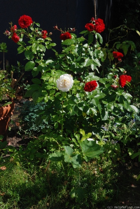 'Out of Rosenheim ®' rose photo